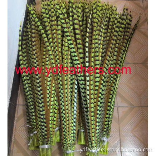 reeves pheasnat tail feather
